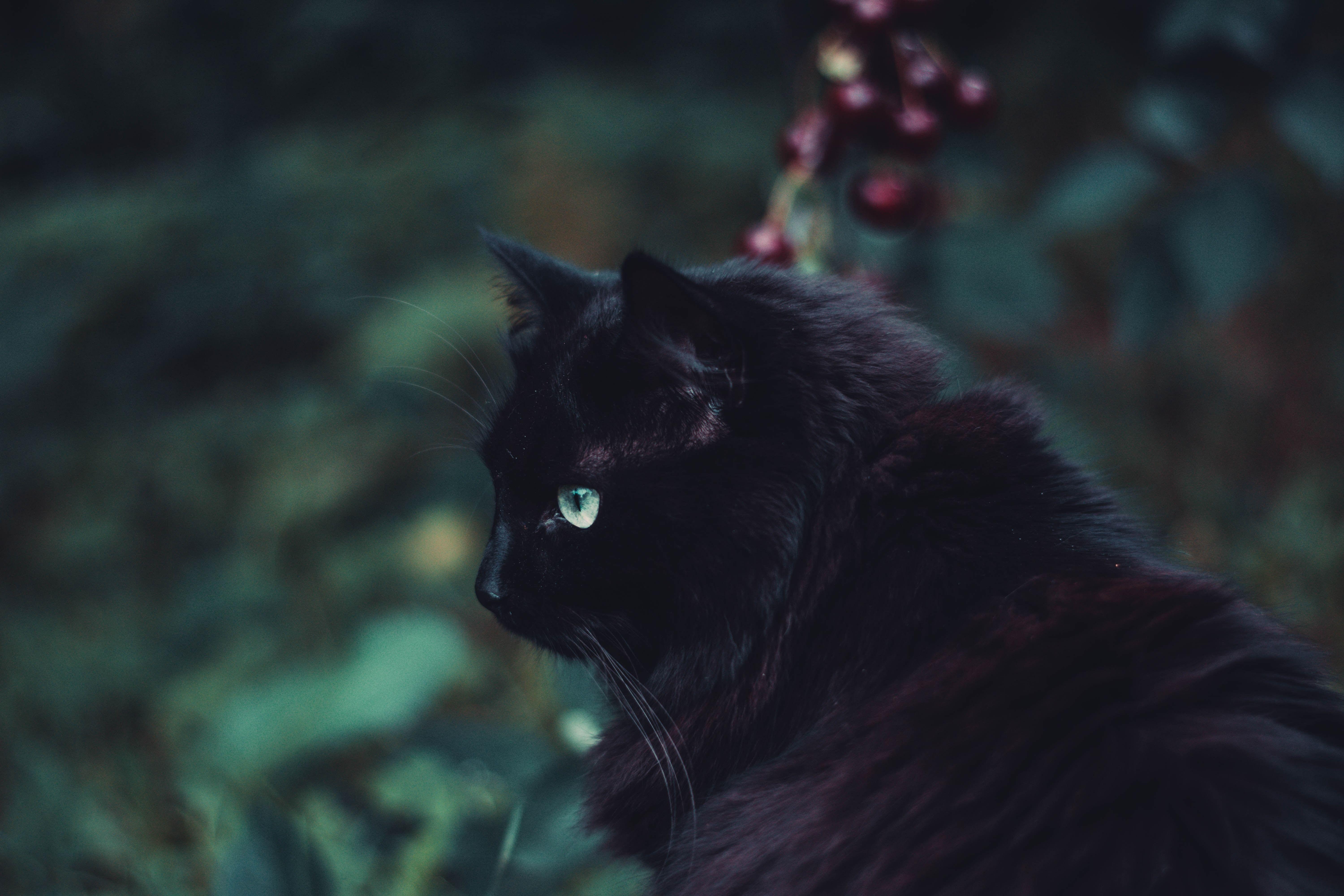 6000x4000 Cute black cat 5k Retina Ultra HD Wallpaper. Background Image