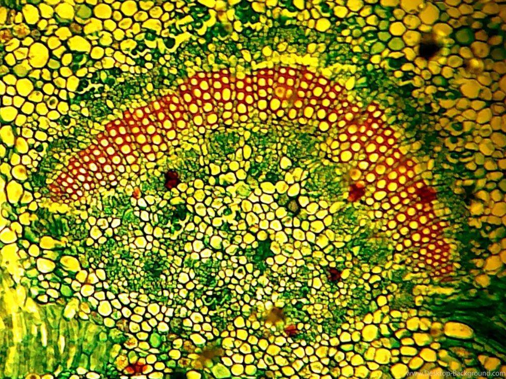 1024x768 Cell Biology Wallpaper