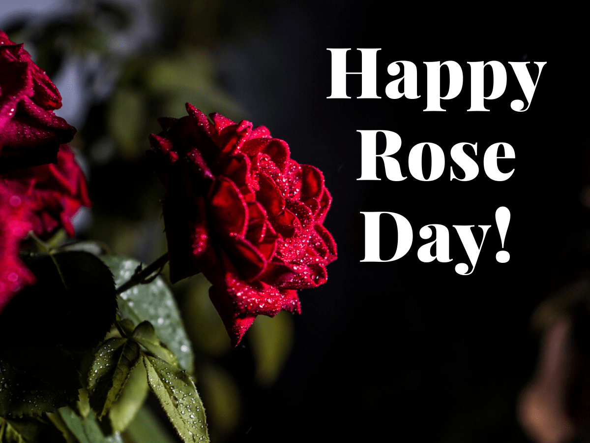 Beautiful Red Rose - Happy Rose Day Wishes Wallpaper , Rose