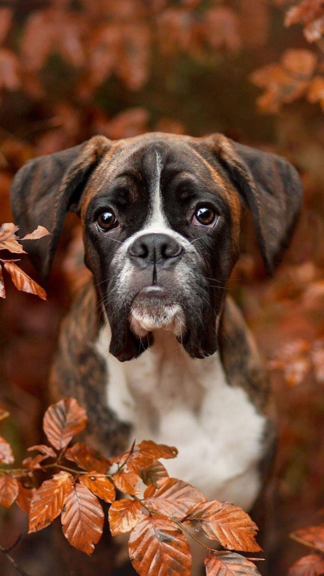 Boxer Puppies Wallpapers Top Free Boxer Puppies Backgrounds Wallpaperaccess