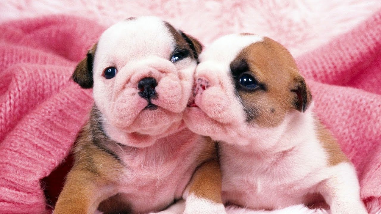 1280x720 Cute Boxer Puppies Playing And Howling Compilation BEST OF