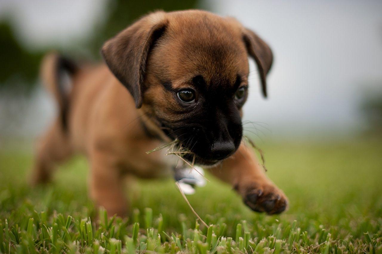 1280x852 Photos Puppy Boxer Dogs Animals