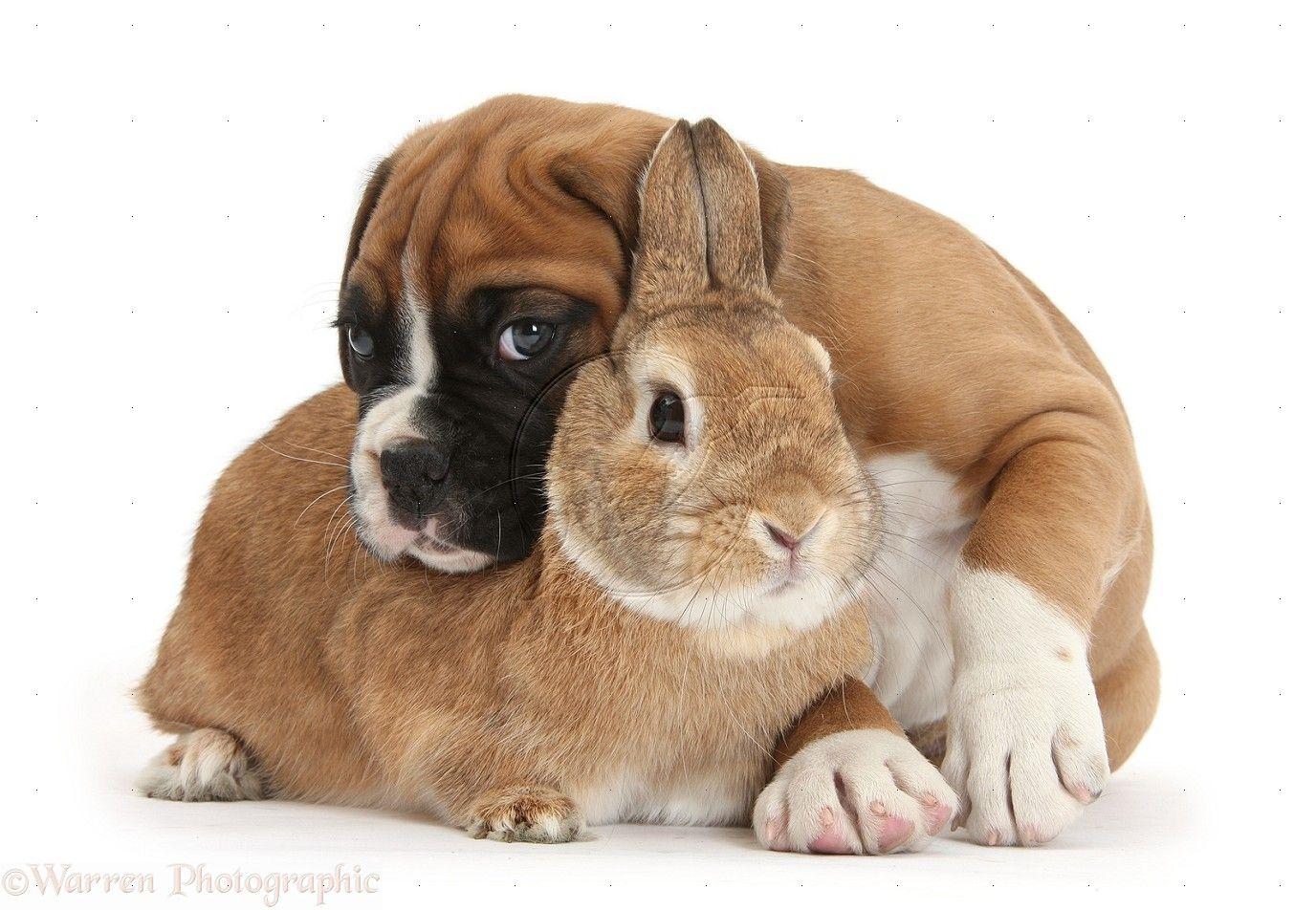 1376x952 Boxer Puppies Best Dog Breeds For Guys One Million Wallpaper HD