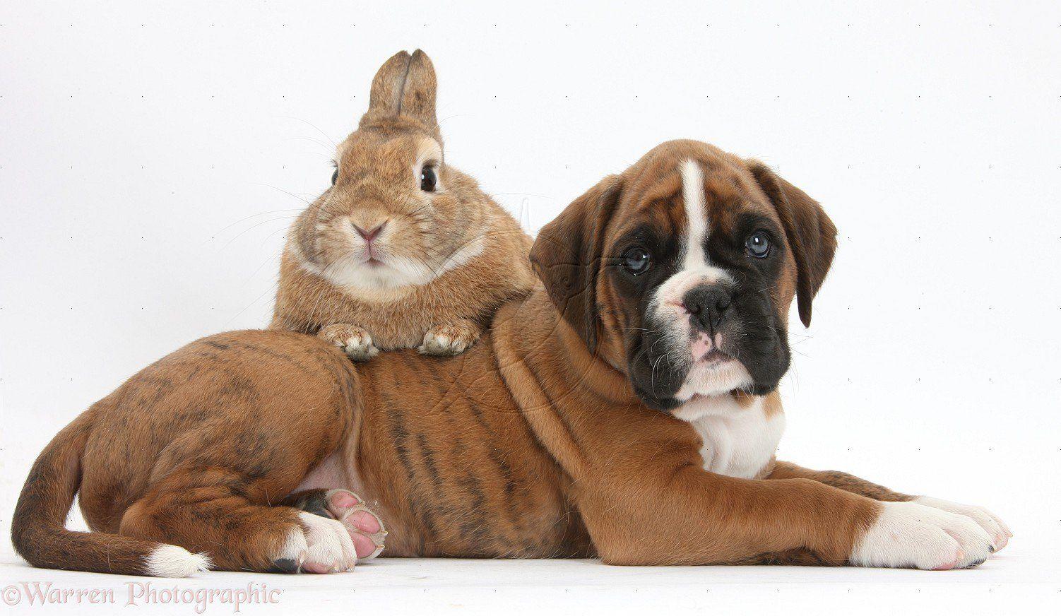 1502x872 Gallery For > Boxer Puppy Wallpaper