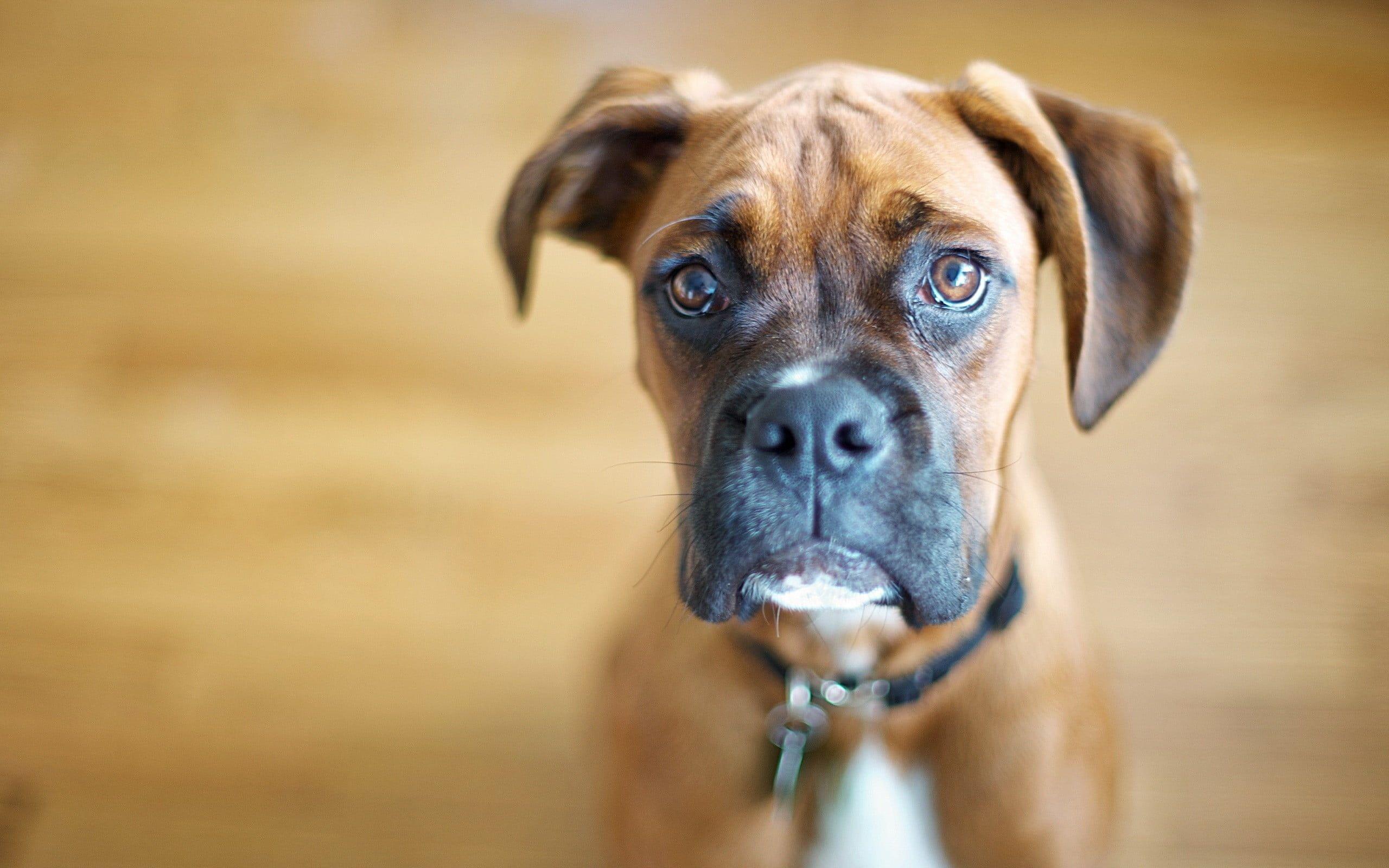 2560x1600 Selective photography of Boxer puppy HD wallpaper