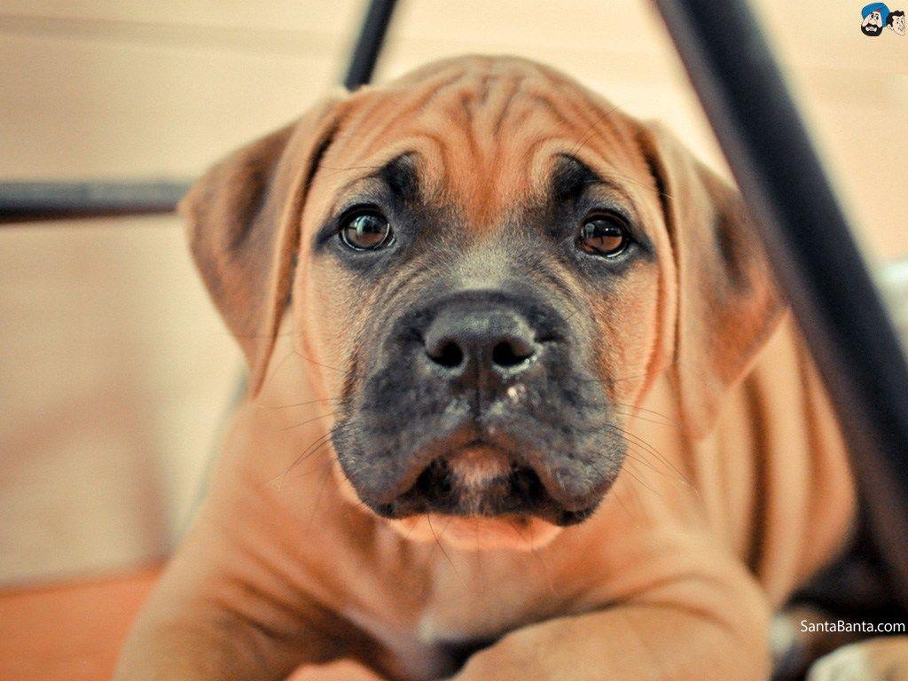 1024x768 Adorable Boxer Puppy