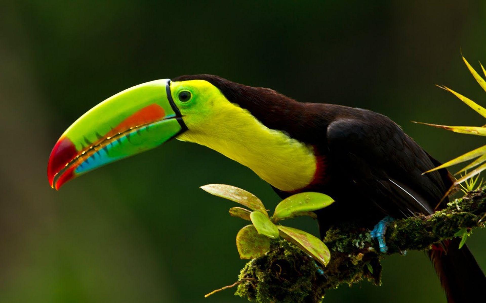 1920x1200 Keel Billed Toucan Known As Sulfur Breasted Toucan Rainbow Is