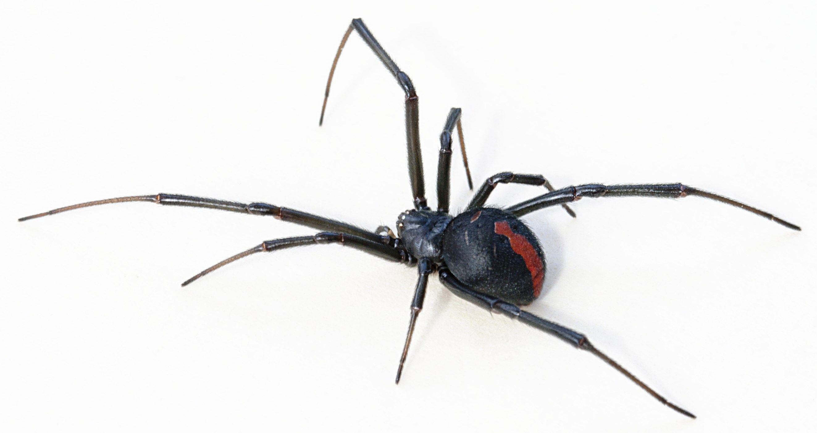 Black Widow Spiders Wallpapers - Top Free Black Widow Spiders Backgrounds -  WallpaperAccess