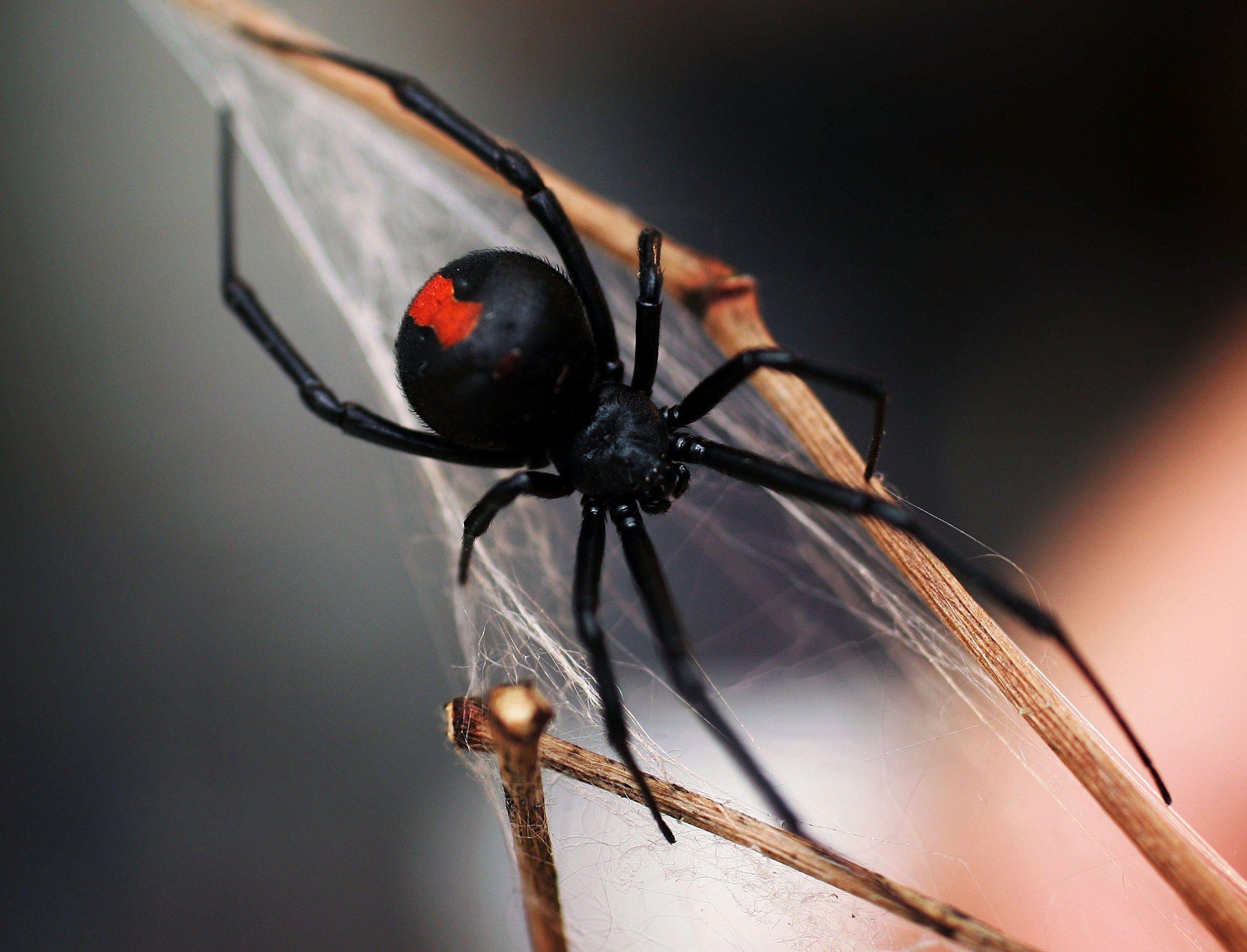 2500x1909 Why You Should Check Your Grapes for Black Widow Spiders