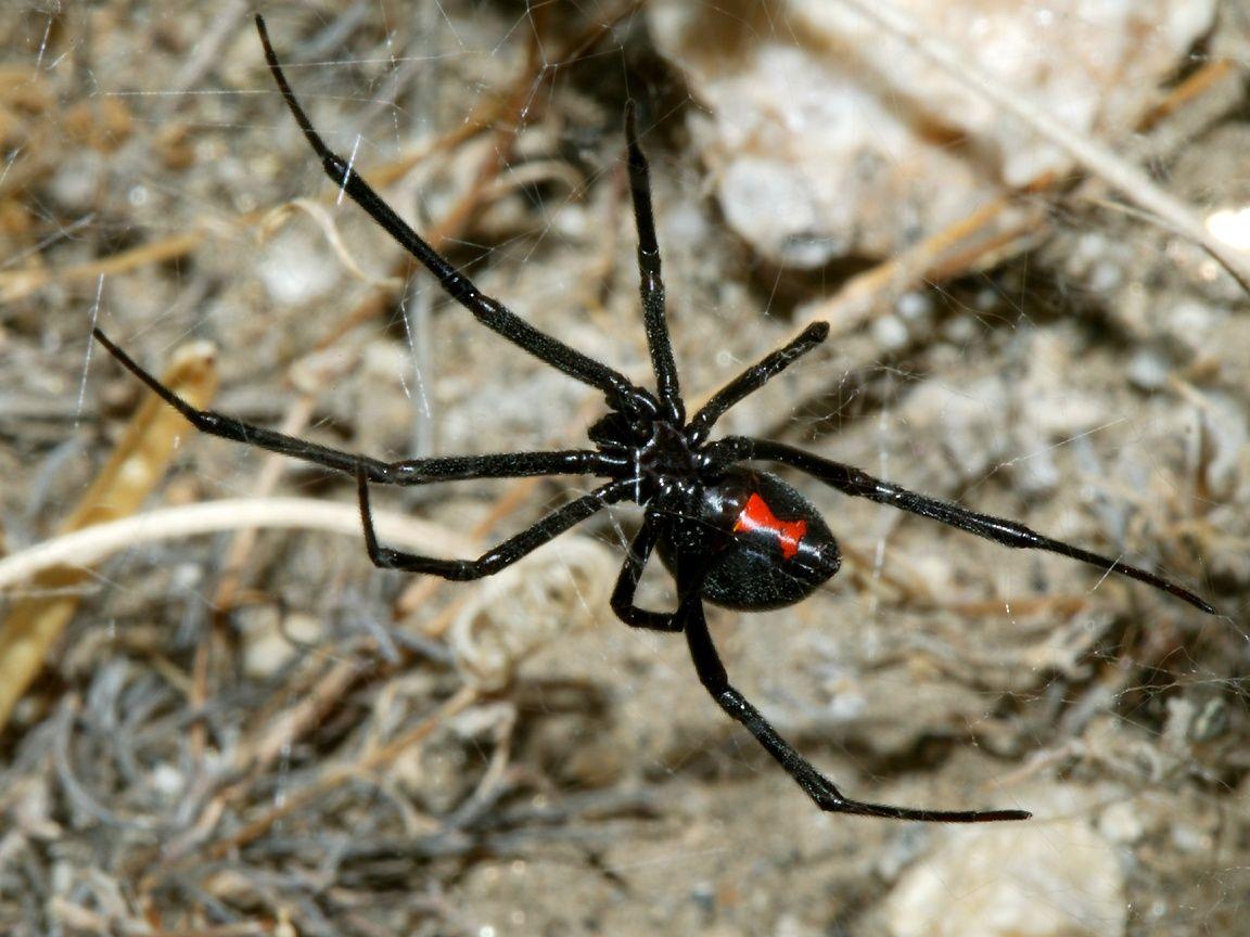 1152x864 Black Widow Spider Wallpaper