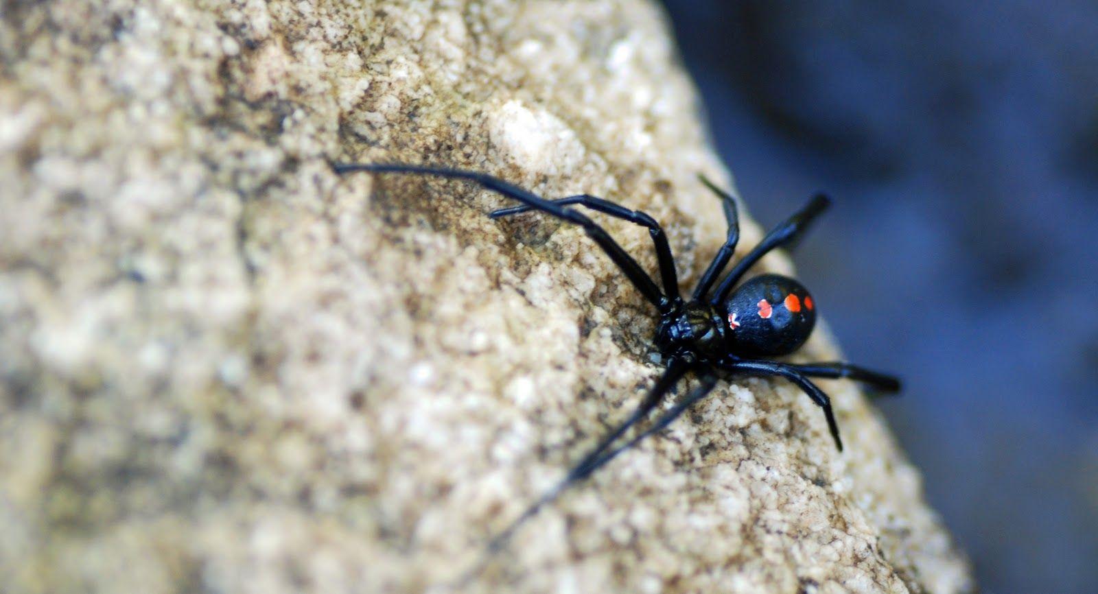 1600x866 Free download Black Widow wallpaper Black Widow HD wallpaper