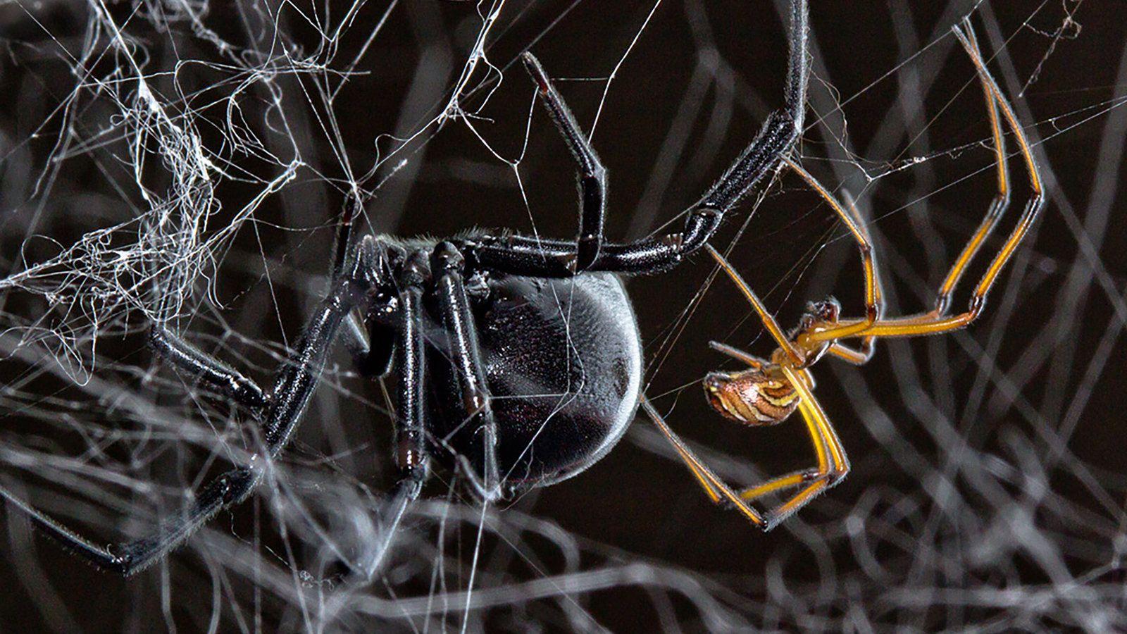 1600x900 How Does a Male Black Widow Find a Mate? Follow the Other Guys