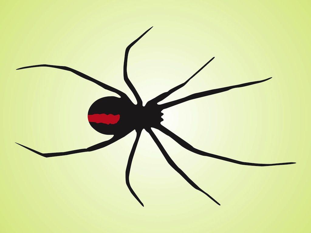 1024x768 Free download Black Widow Spider Wallpaper Black widow spider