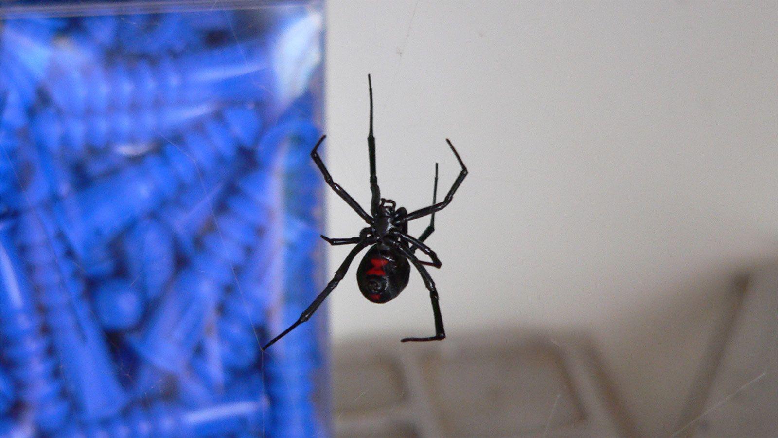 1600x900 Black widow