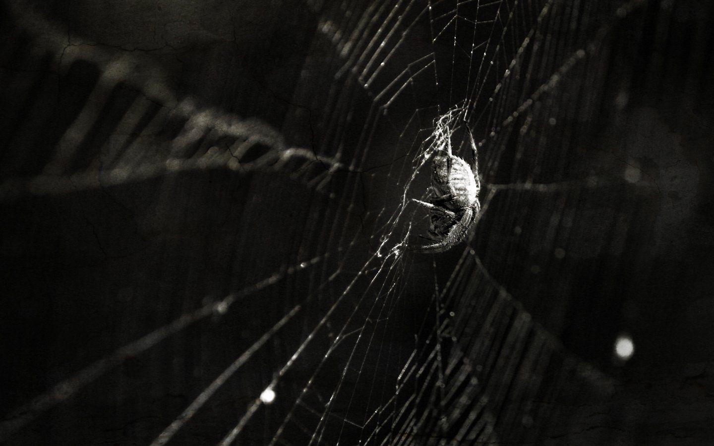 1440x900 Spider Wallpaper For Windows #zmT. Desktop wallpaper, Animal