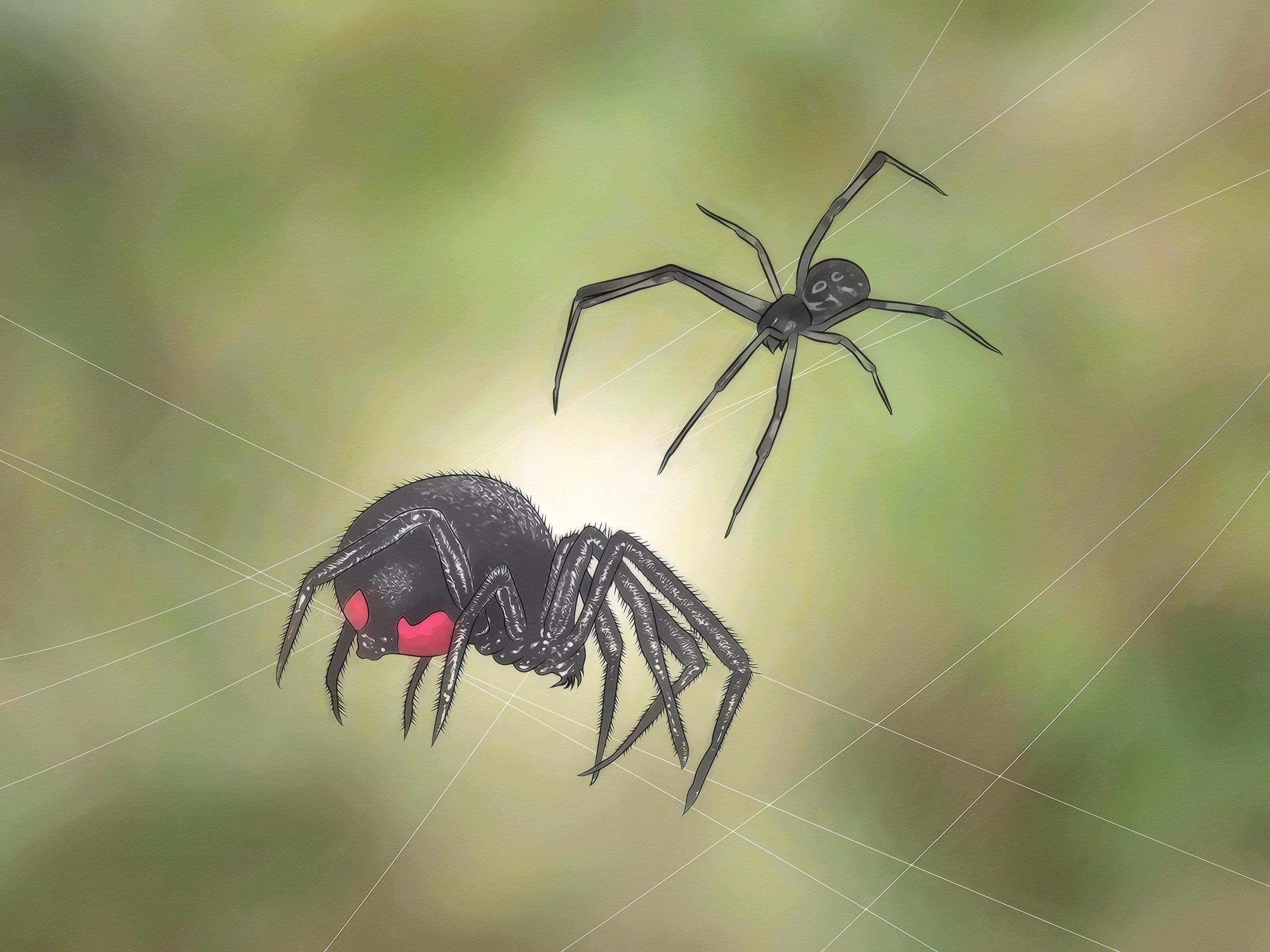 3200x2400 How to Identify and Treat Black Widow Spider Bites: 10 Steps