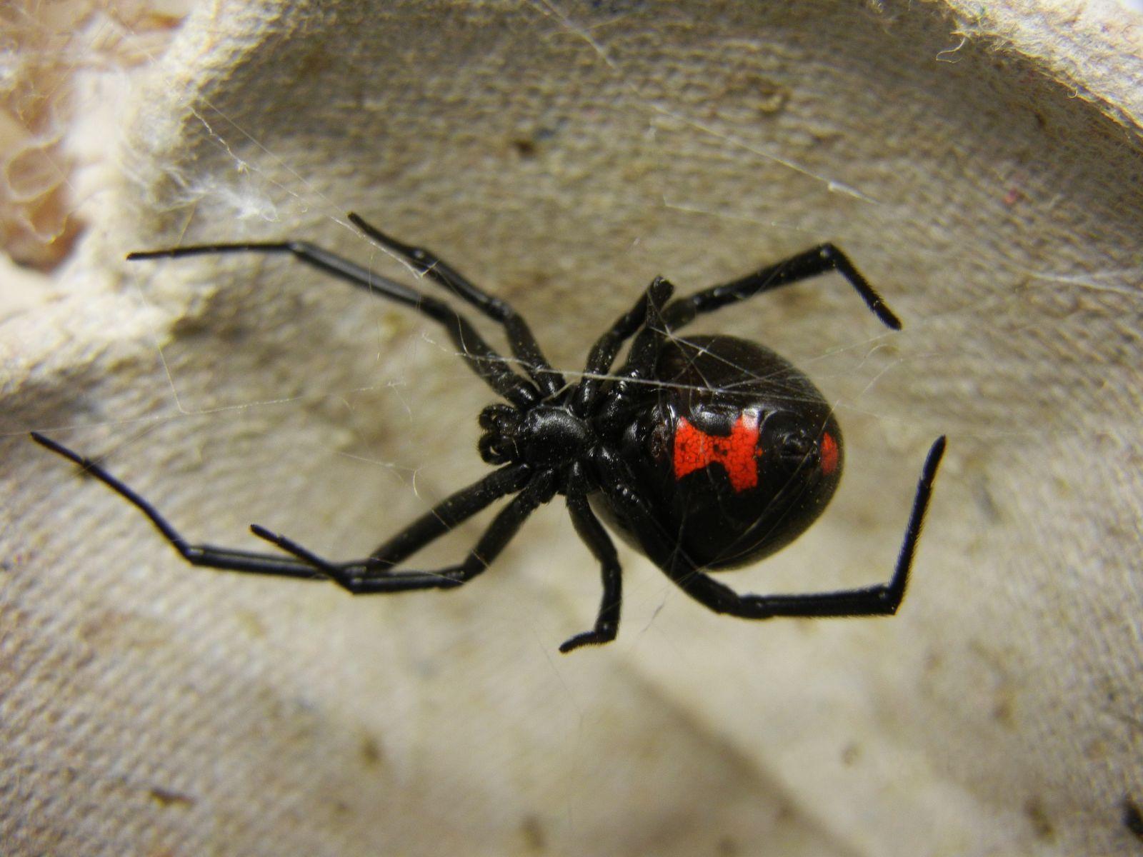 1600x1200 Black Widow Spider Control, Removal & Info. Environmental Pest