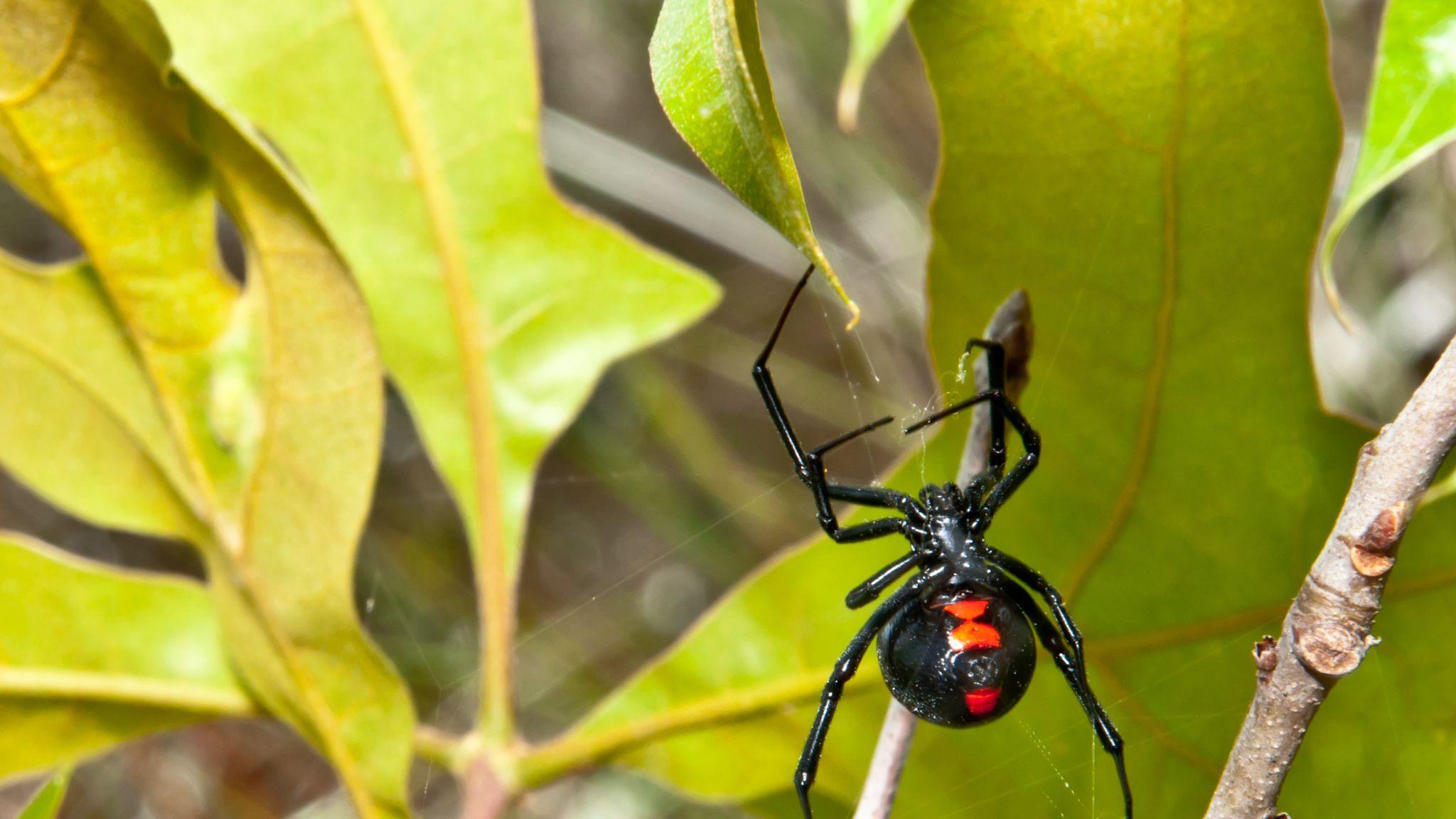 2048x1152 Black widow spider discovered in crate near Aberdeen is 'put to sleep'