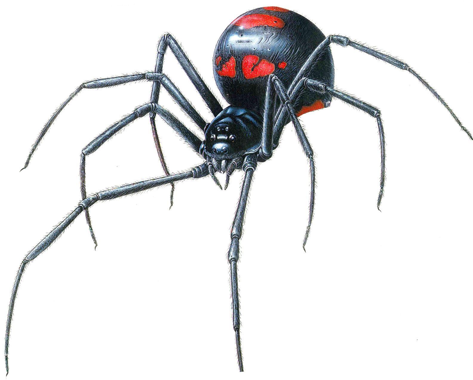 1584x1271 Fun Animals Wiki, Videos, Picture, Stories: Black Widow Spider (Latrodectus)