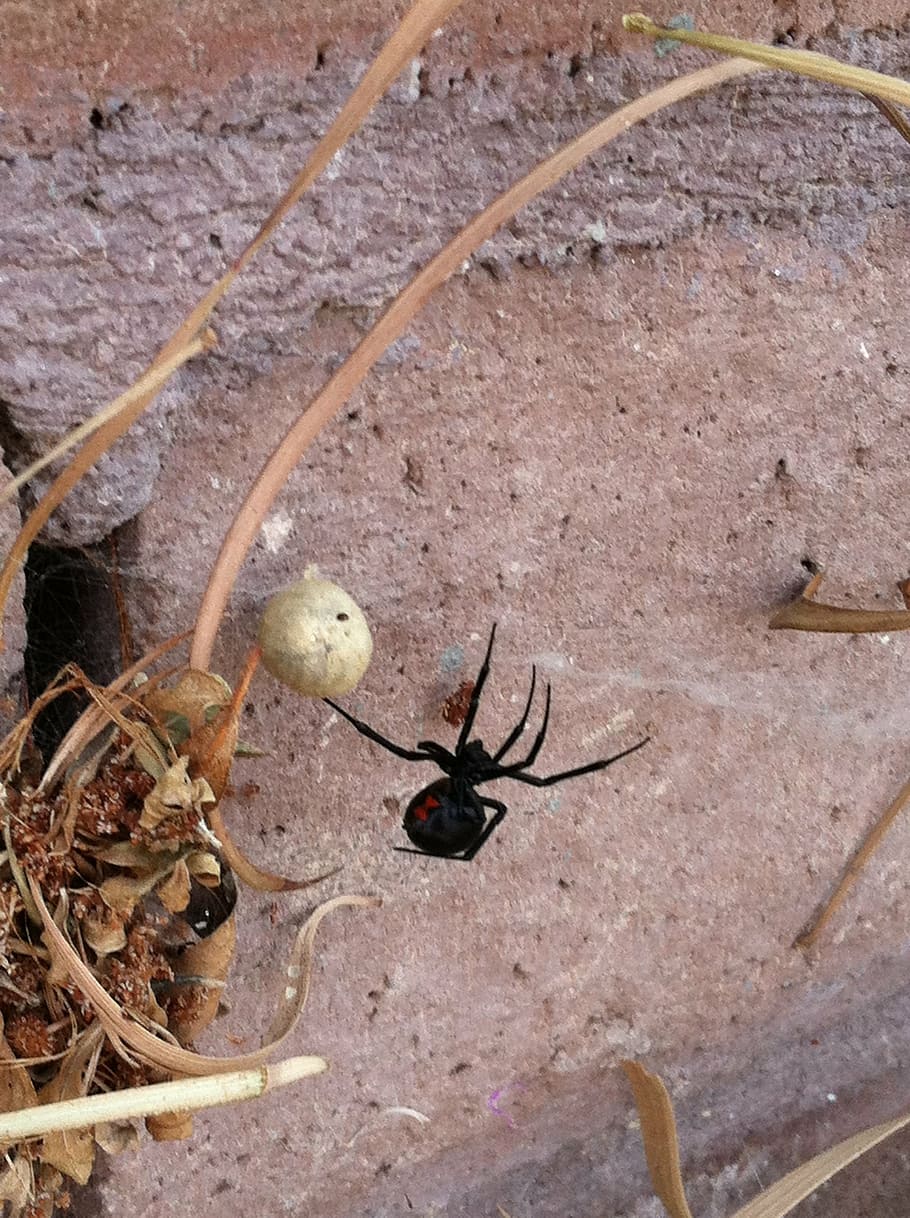 910x1218 HD wallpaper: black widow, spider, arachnid, latrodectus mactans