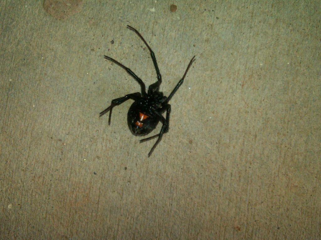 1024x768 Black Widow Spider Wallpaper