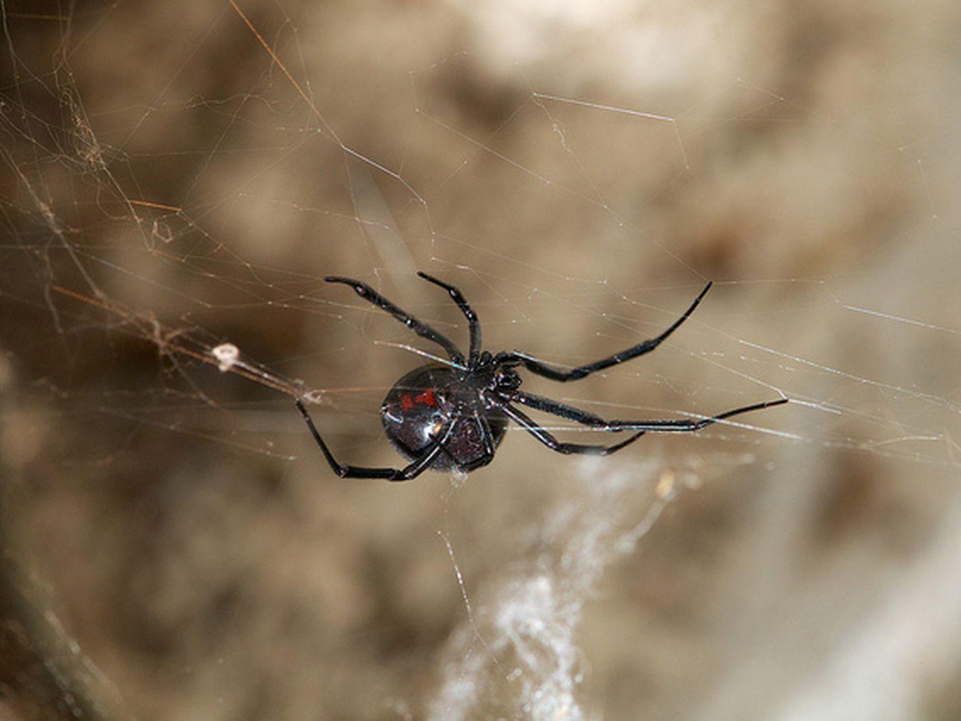 1400x1050 This virus steals DNA from black widow spider venom to attack its