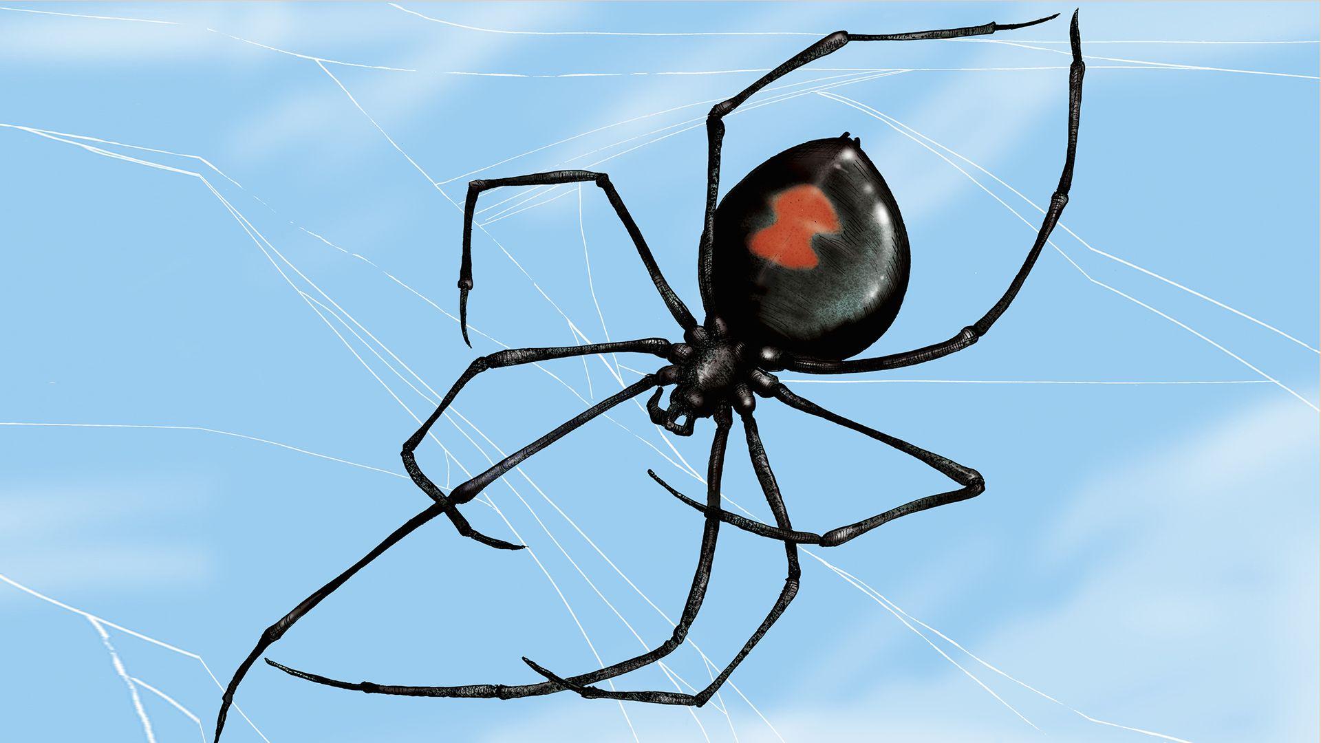 1920x1080 Spider bite, likely a black widow, made a nasty mark on girl's leg
