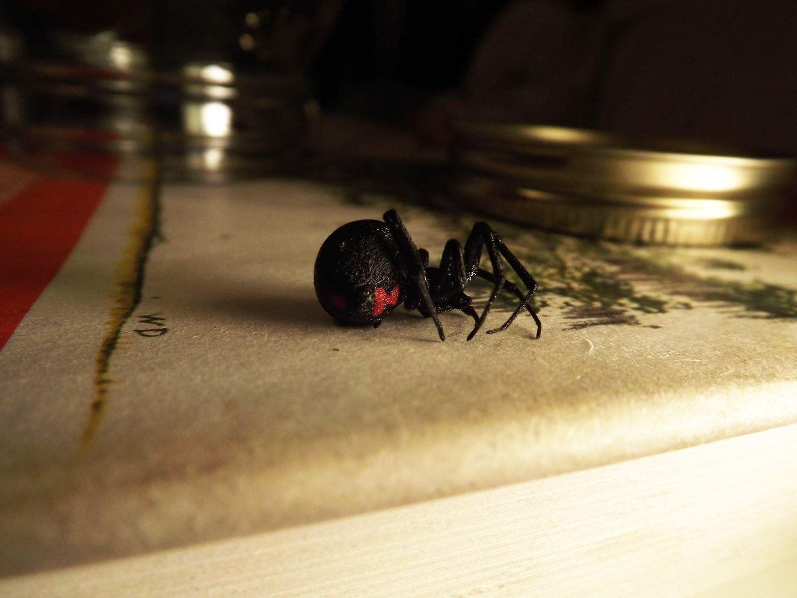 1600x1200 Dancing With Black Widow Spiders