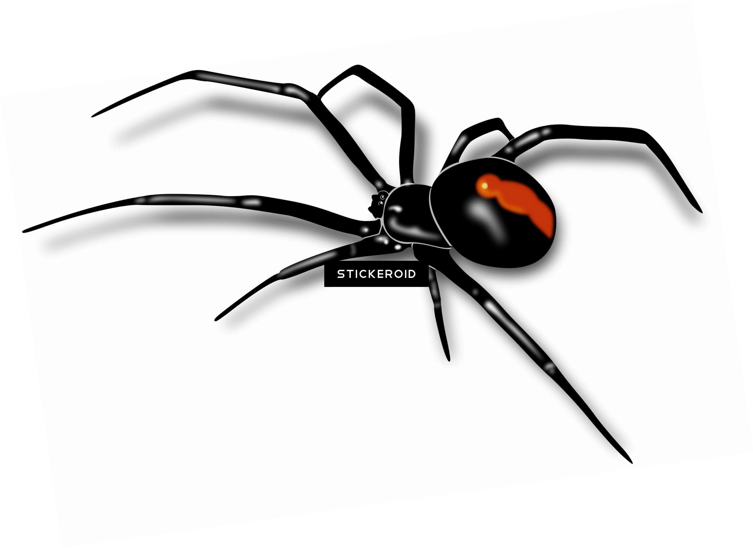 2594x1887 Black Widow Spider Pic. Widow spider, Black widow spider, Black widow