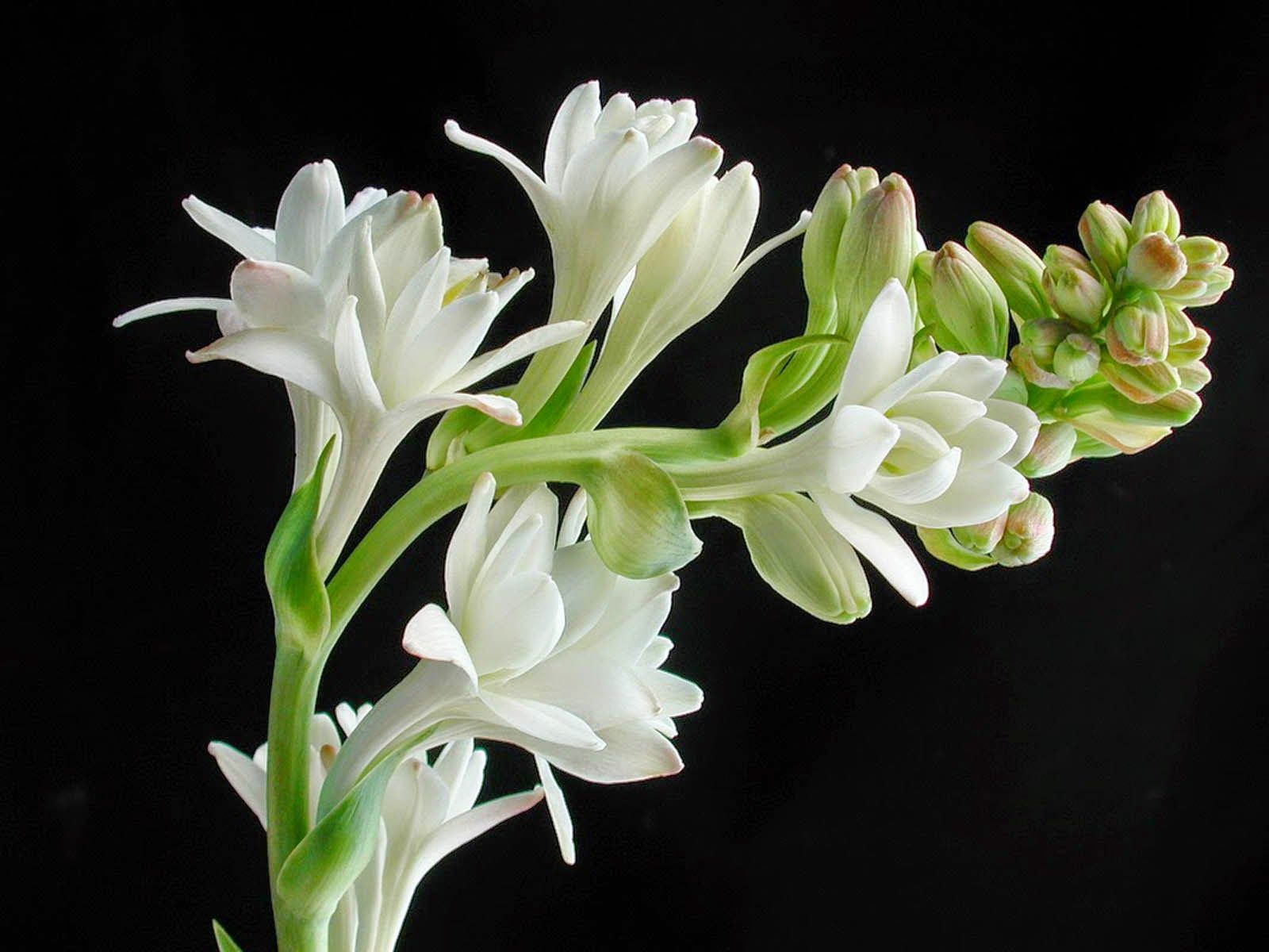 1600x1200 TubeRose Flower Photo And Wallpaper