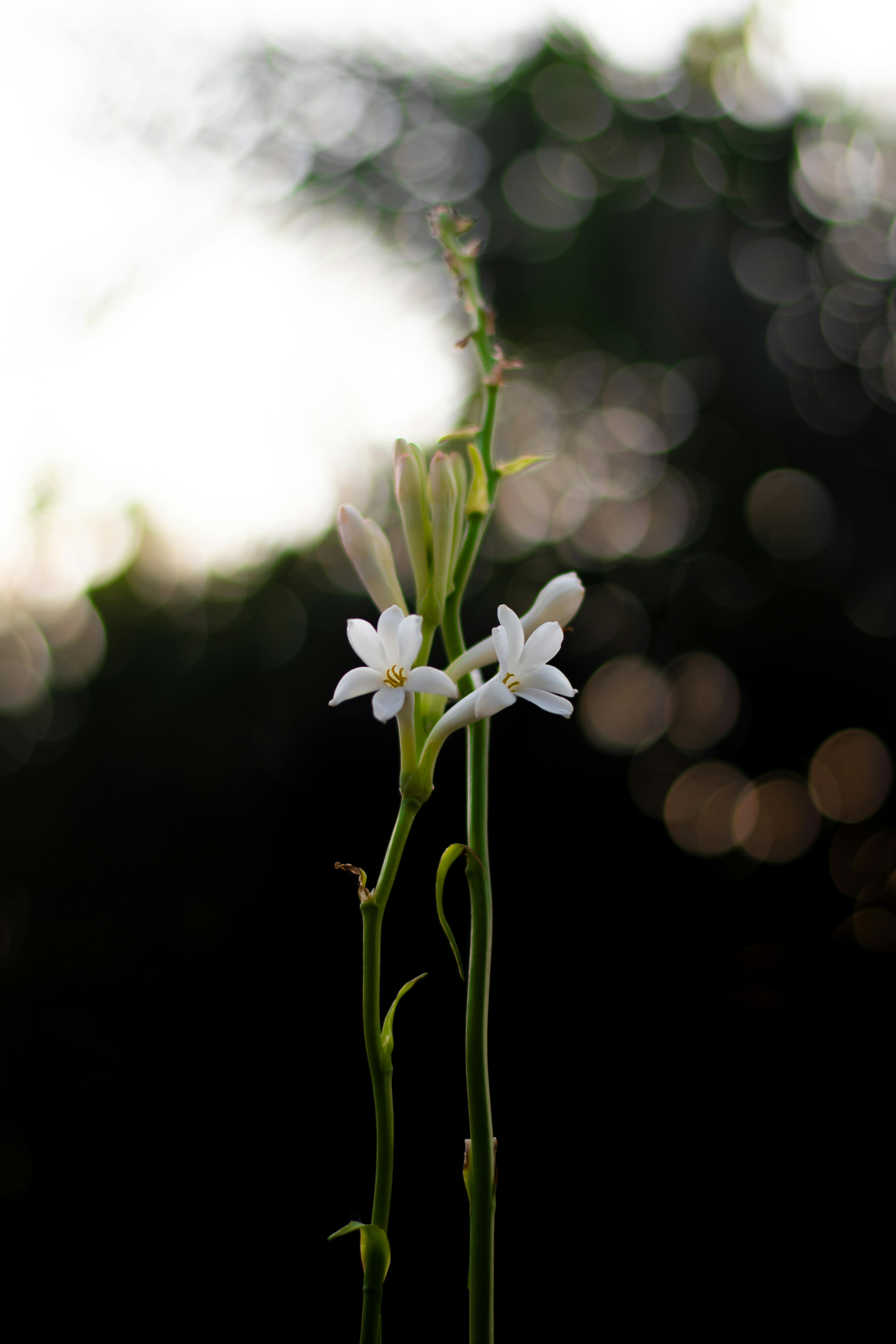 4000x6000 Blooming Tuberose Flowers in Nature · Free