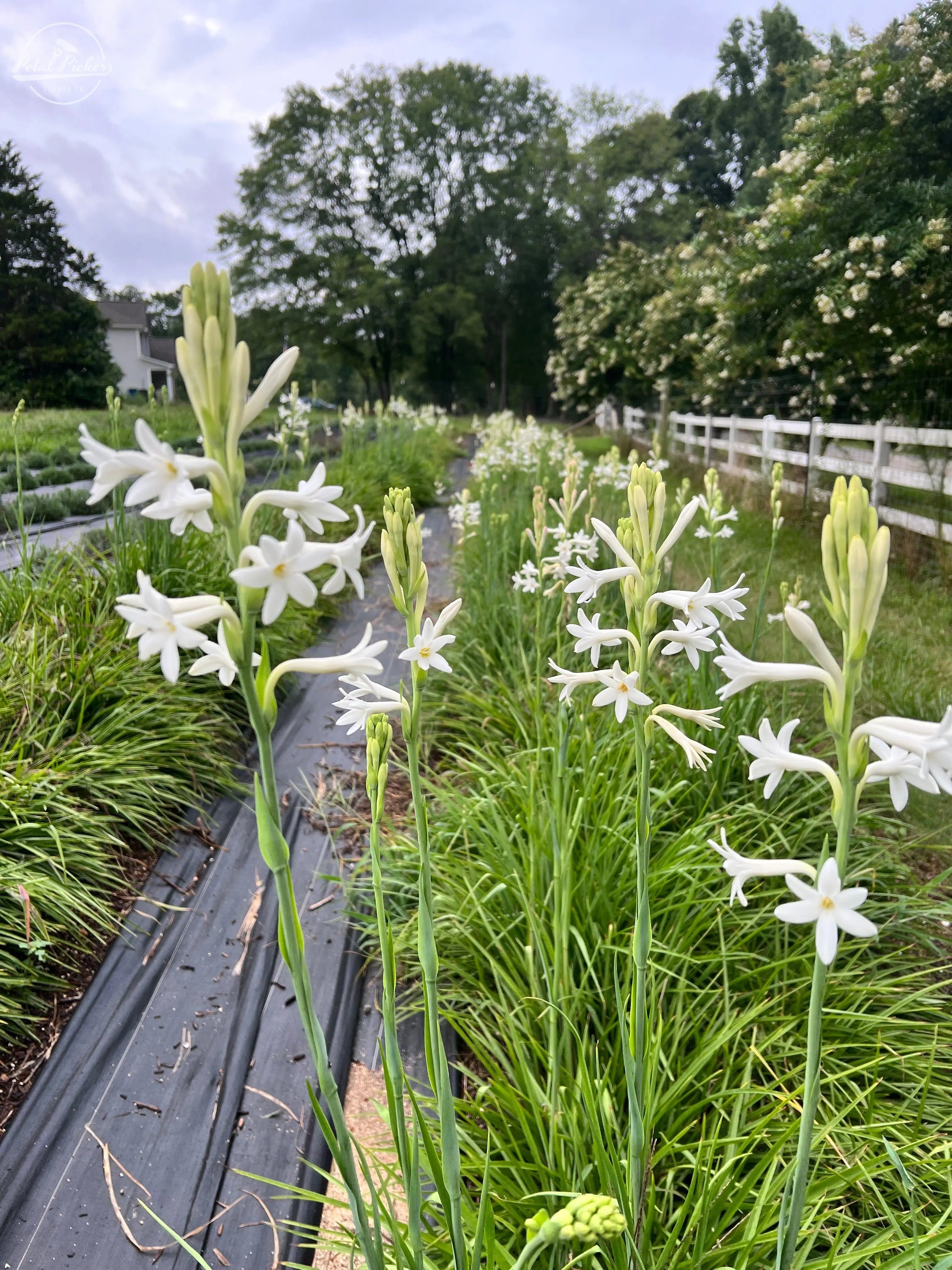 3024x4032 Tuberose 3 4cm Bulbs