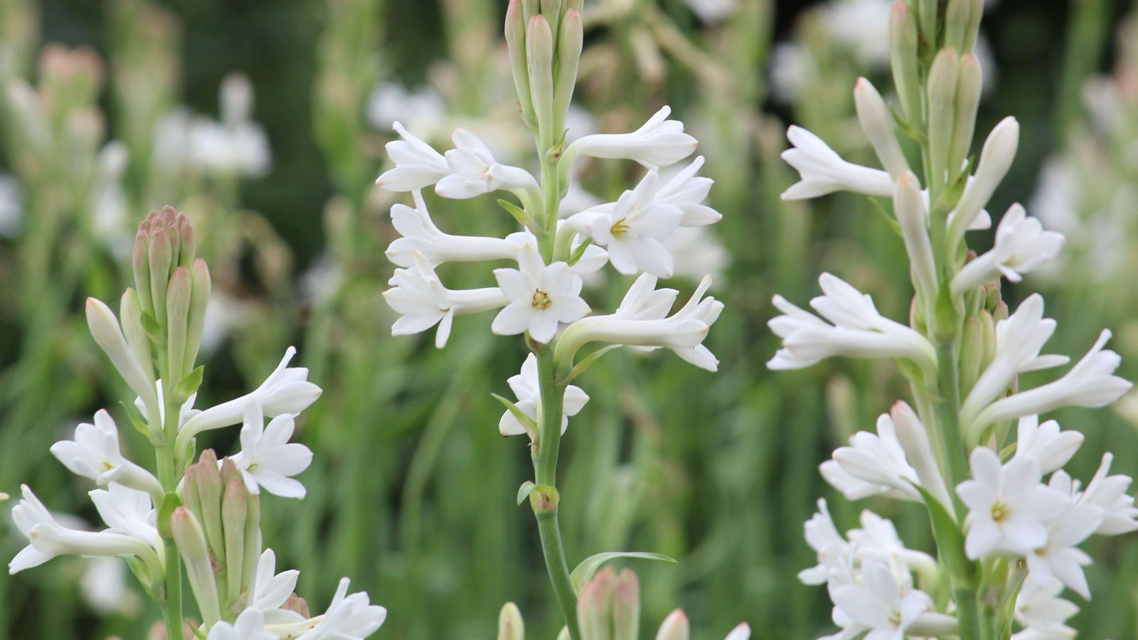 1600x900 How to grow tuberose: for fragrant bloomsmer season. Homes and Gardens