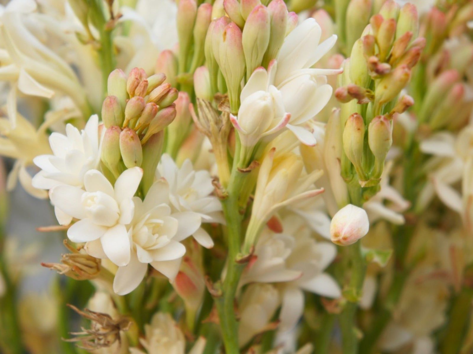 1600x1200 Polianthes Tuberosa Care To Grow Tuberose Bulbs. Gardening Know How