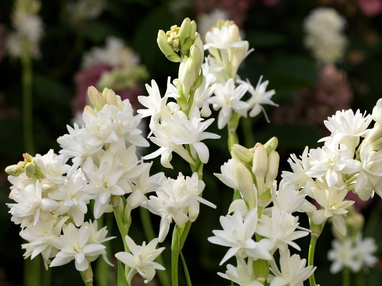1280x960 Tuberose Wallpaper