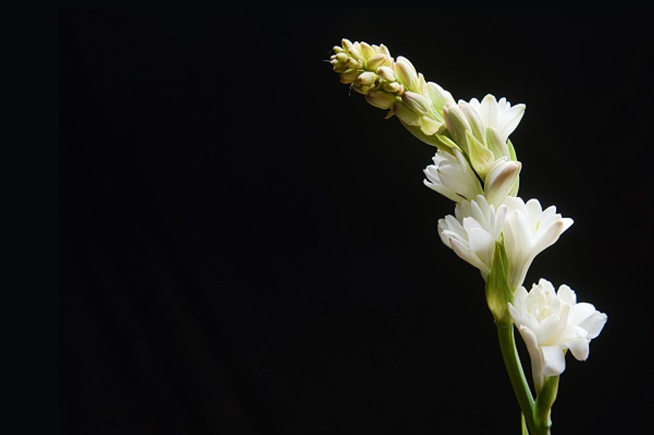 1280x853 Double Tuberose (Polianthes)- 5 tubers
