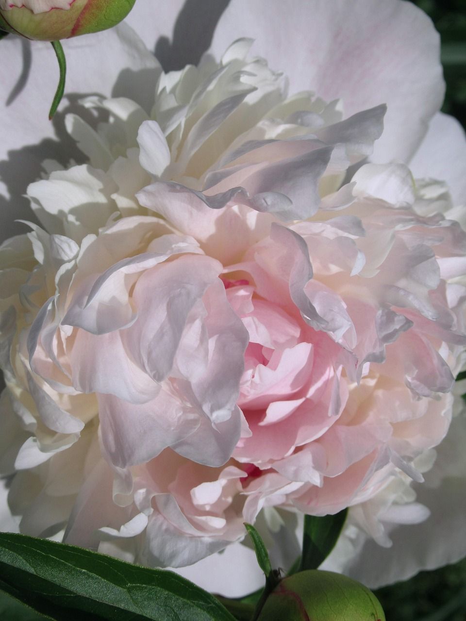 960x1280 Free Tuberose & Flower Image