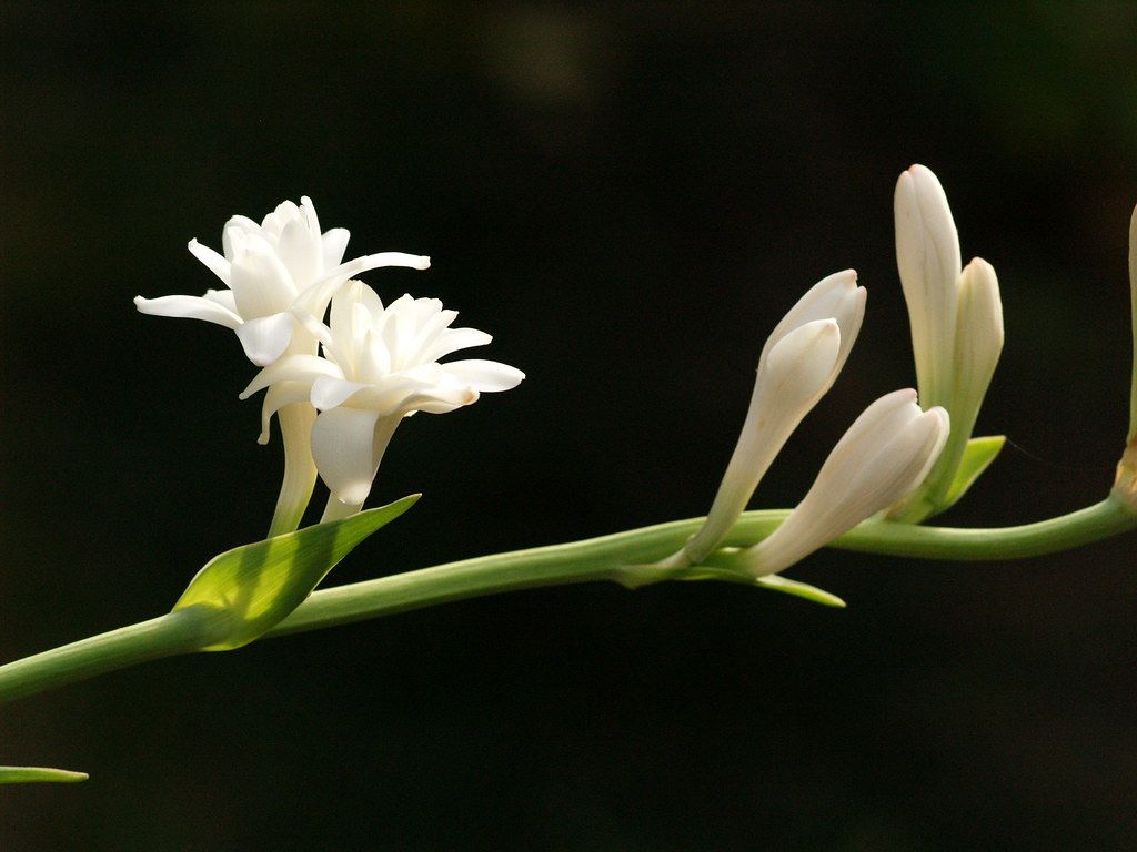 1024x768 Tuberose (Polianthes tuberosa). The tuberose (Polianthes tu