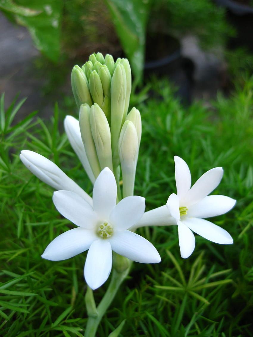 850x1133 Gardenias on a Stick, tuberose HD phone wallpaper