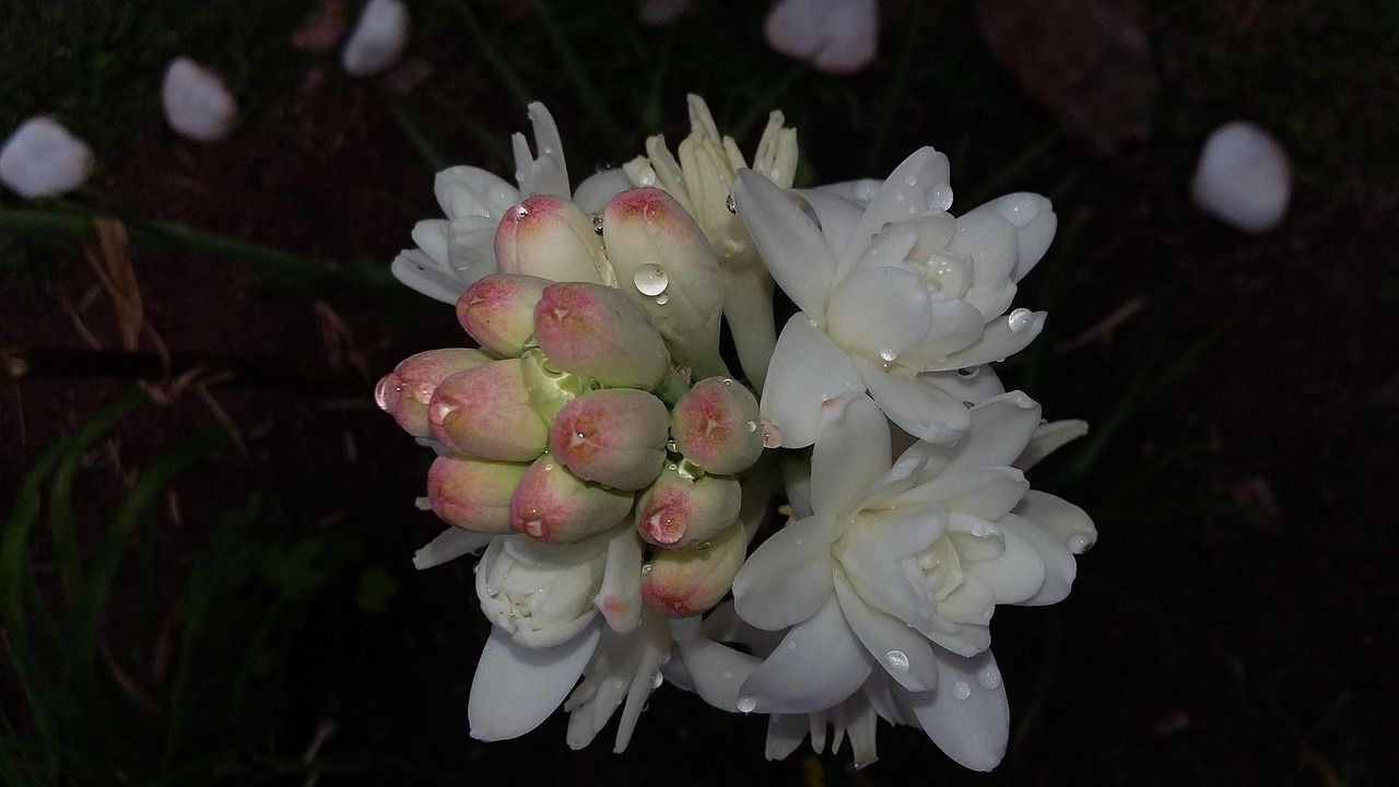 1280x720 Angelica Flower Tuberose