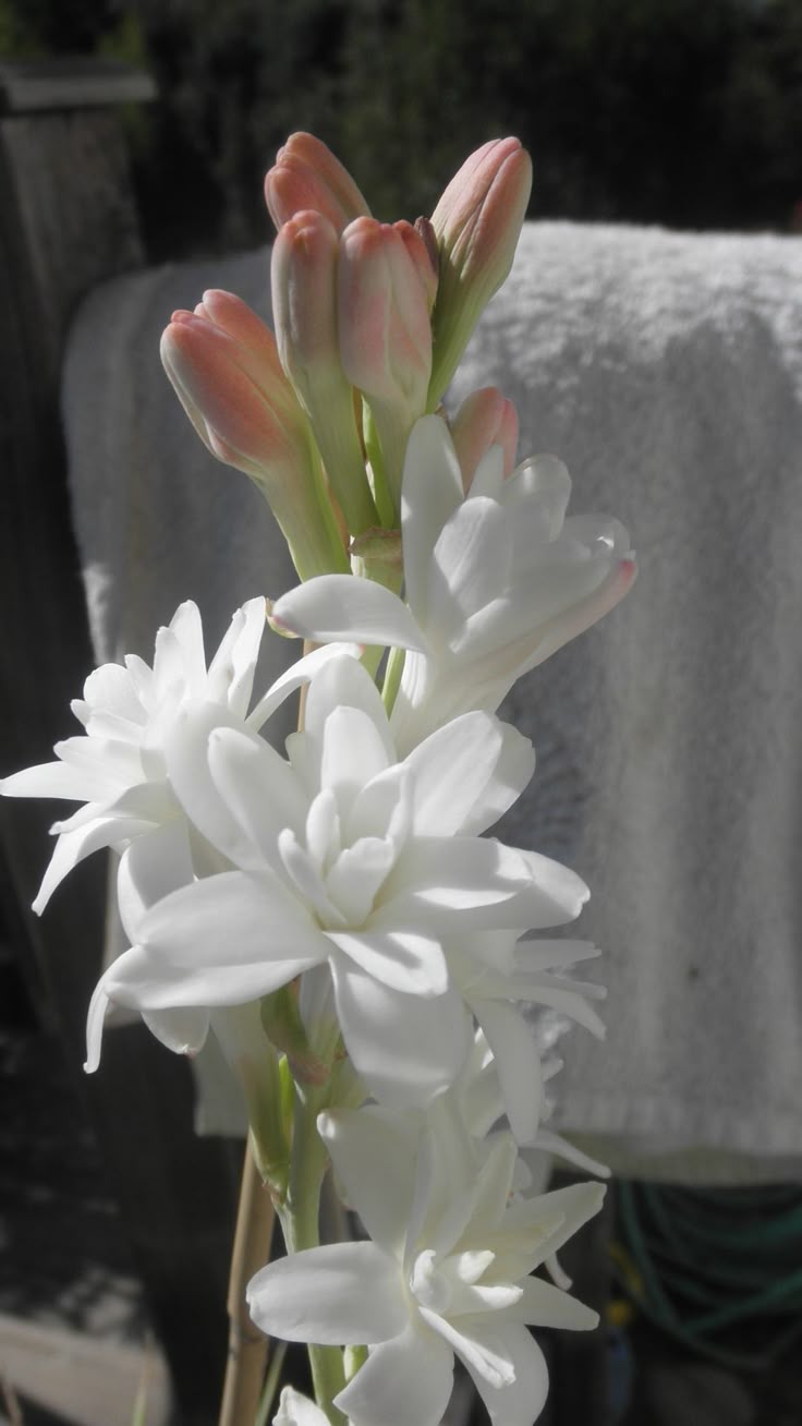 736x1308 tuberose