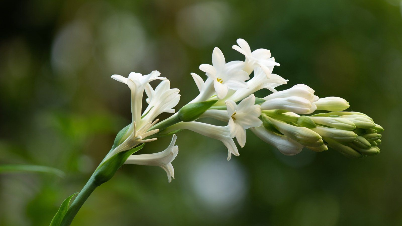 1600x900 How to Plant, Grow, and Care For Tuberose