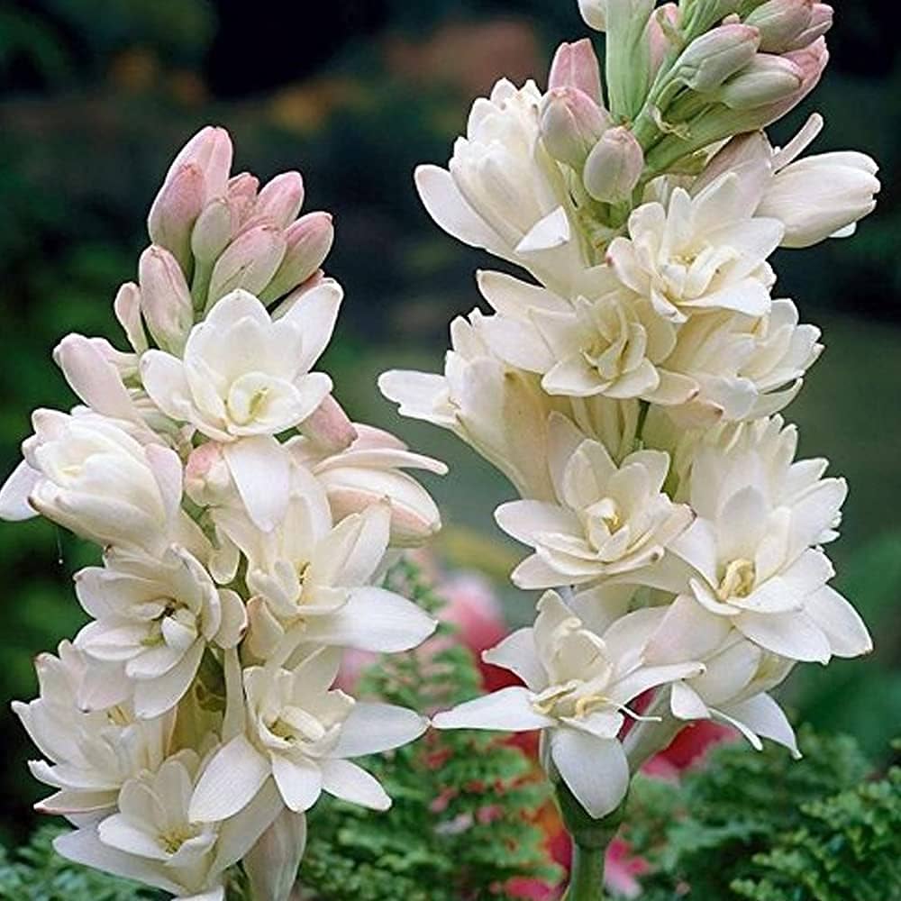 1000x1000 Rajnigandha Tuberose Double Petal Flower Bulbs