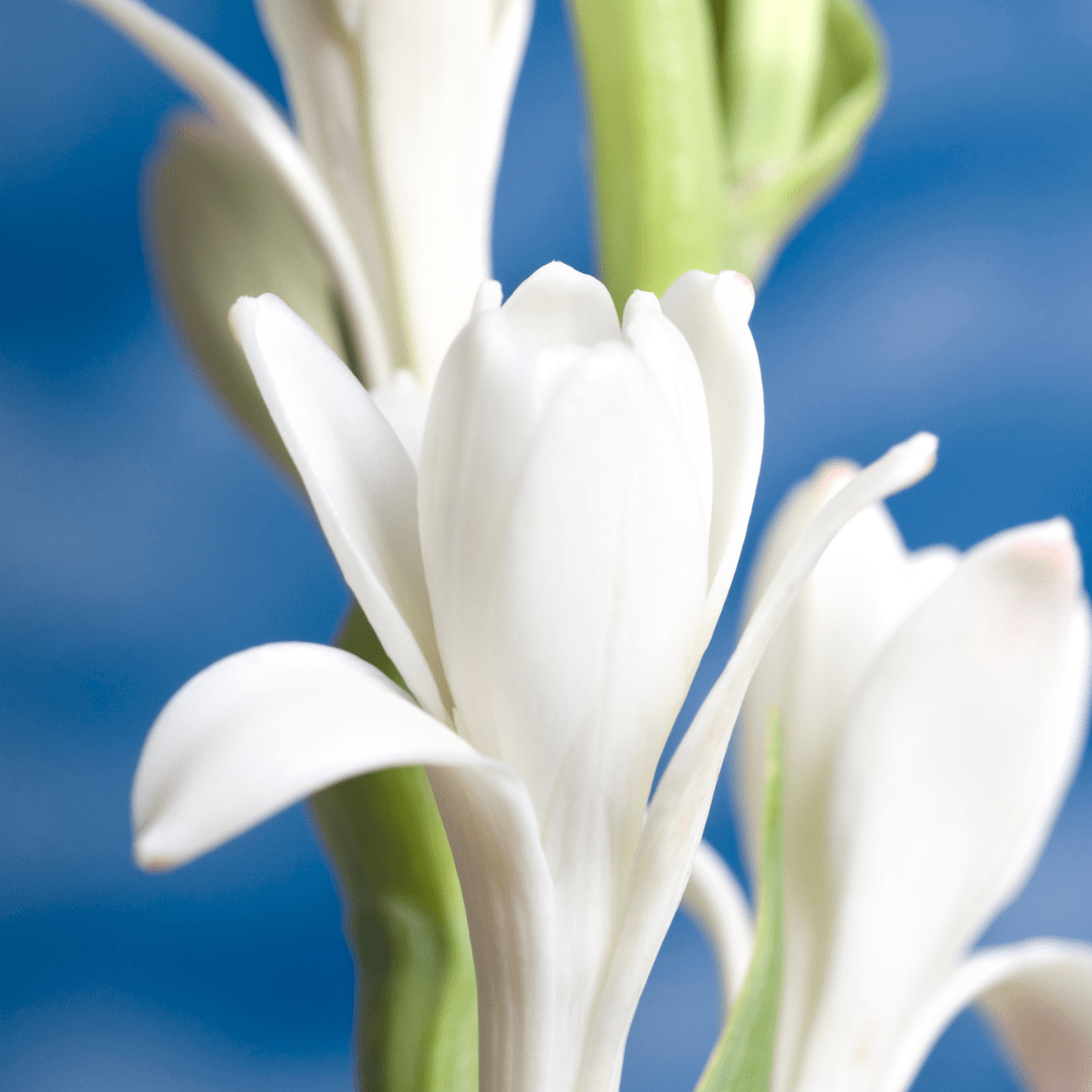 1080x1080 Premium Tuberose Bulbs and Exotic Blooms for Your Garden