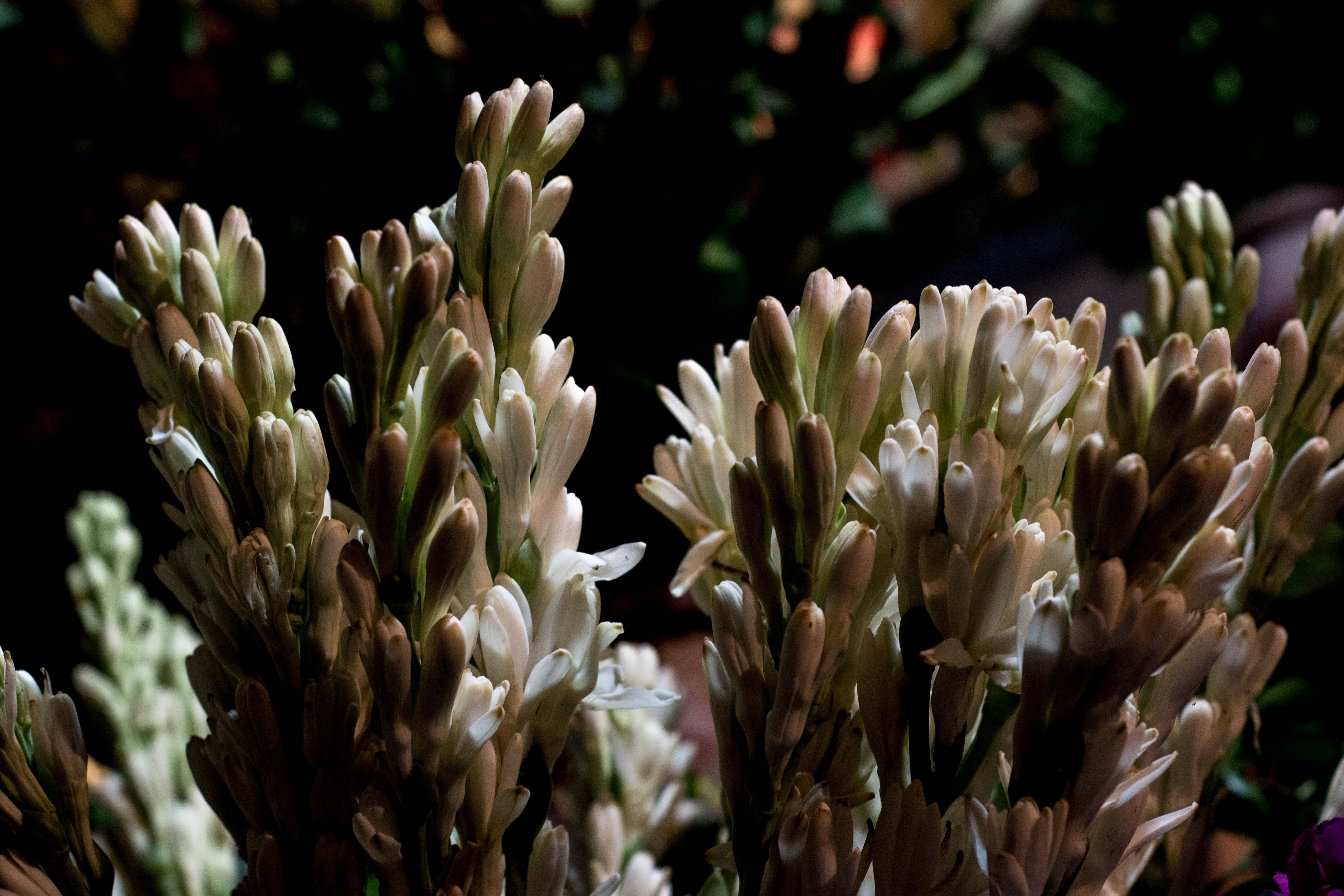 6000x4000 royalty free tuberose flower image