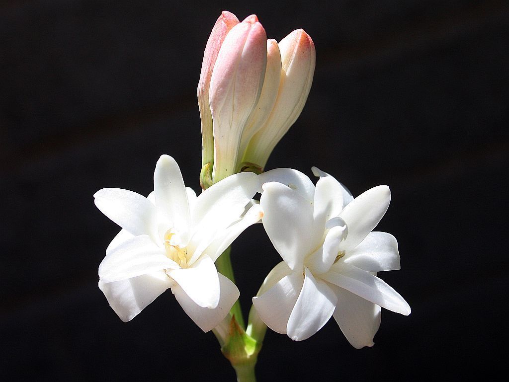 1024x769 Tuberose