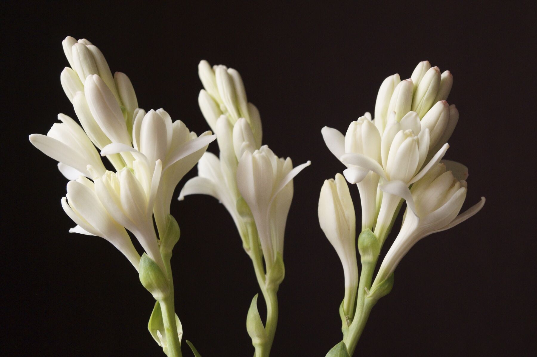 1800x1198 Tuberose in Niche Perfumery Niche Perfumery