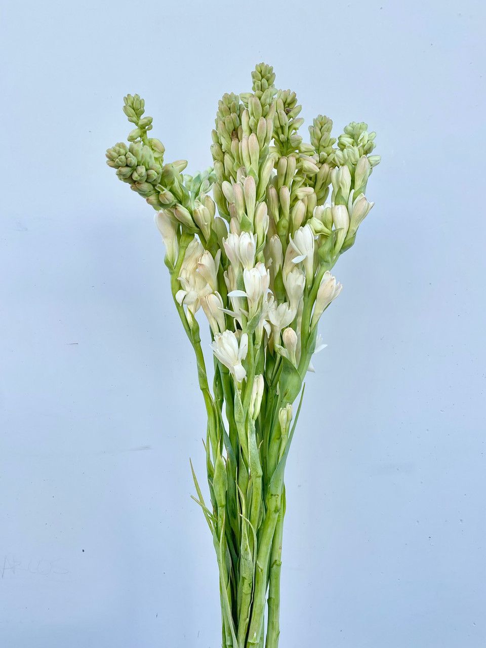960x1280 Tuberose (Ca Grown) Wholesale Flowers Inc