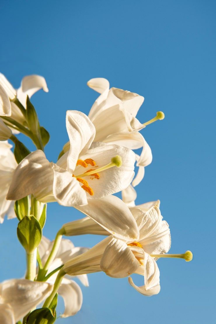 740x1109 Tuberose art Image