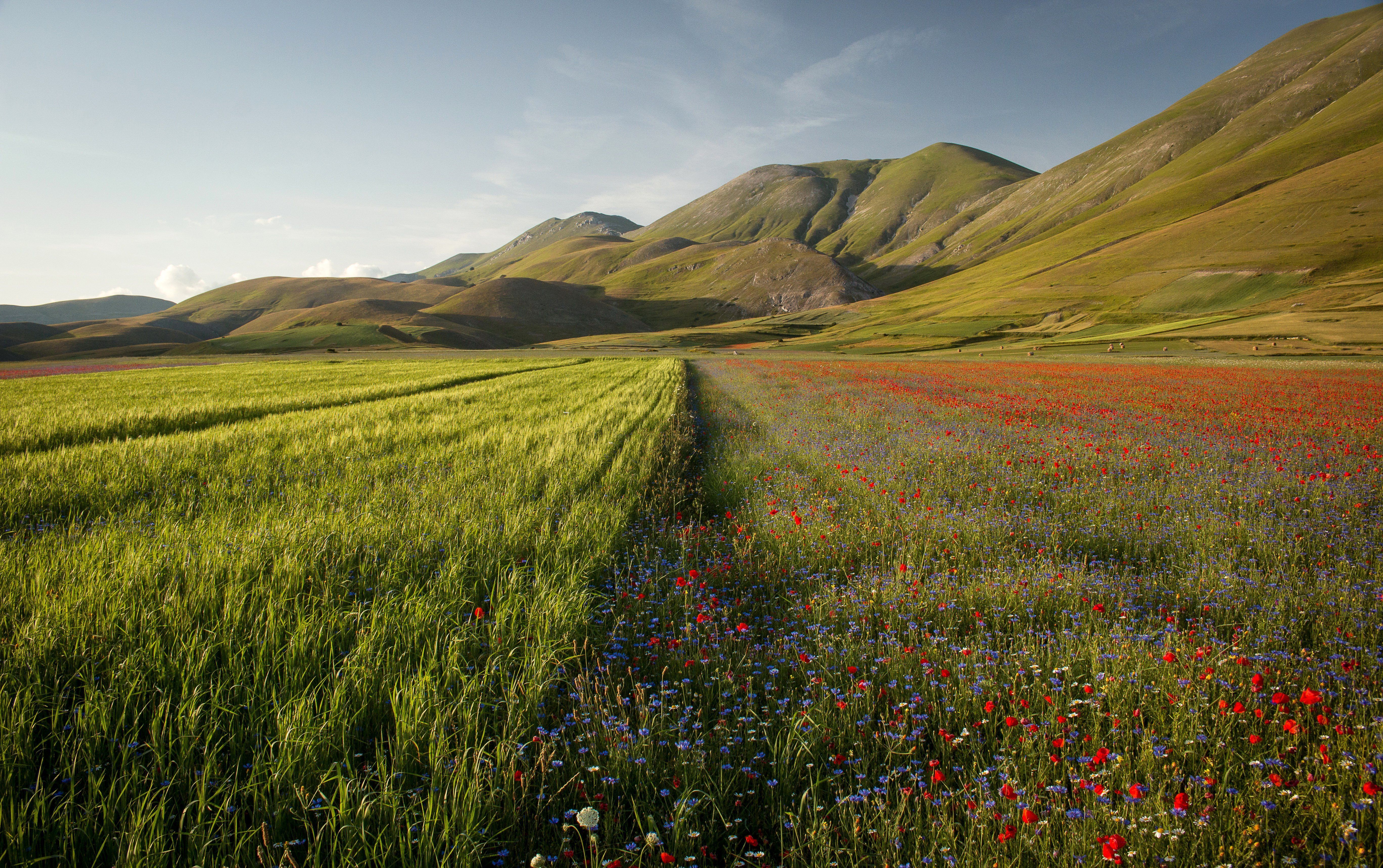 5472x3436 italy, Scenery, Mountains, Fields, Poppies, Castelluccio, Umbria, Nature, Wallpaper Wallpaper HD / Desktop and Mobile Background